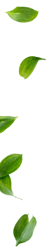 Leafs