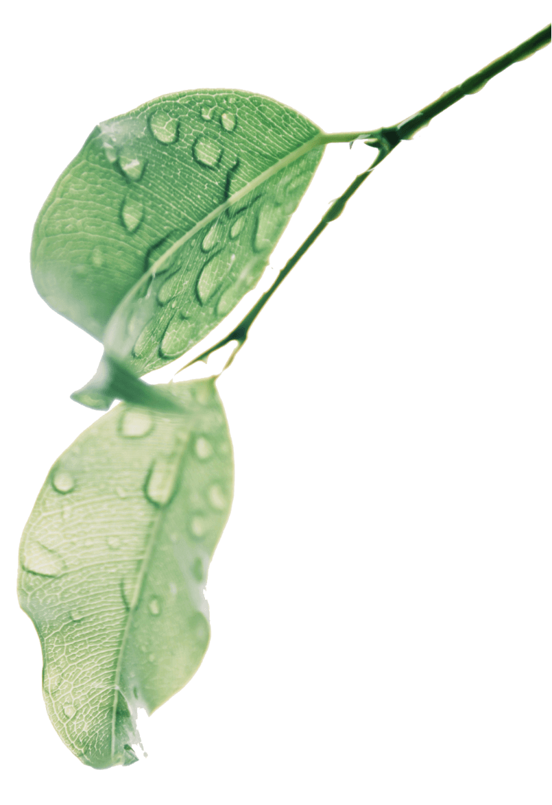 Sustainability leaf